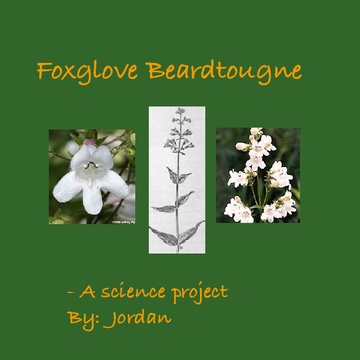 The Foxglove Beardtongue