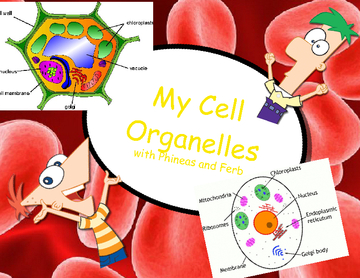 My Cell Organelles