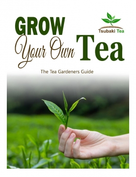 The Tea Gardener's Guide