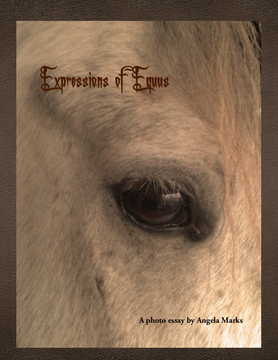 Expressions of Equus