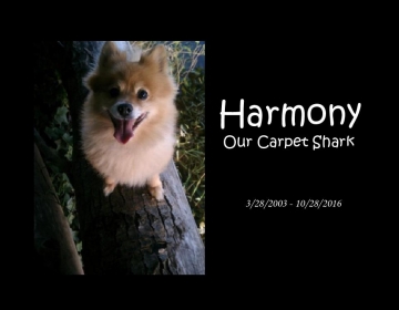 Harmony The Carpet Shark