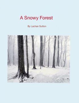 A Snowy Forest