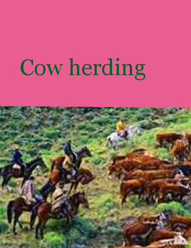 Cow herding