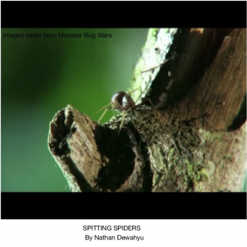 Spitting spiders