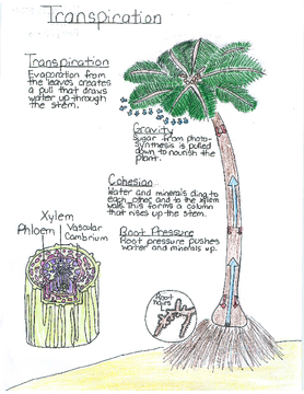 Mrs. Perry's 5th Grade Science Illustrations