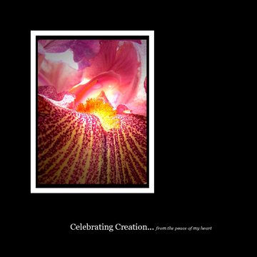 Celebrating Creation