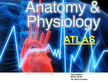 Anatomy & Physiology Atlas