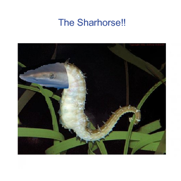 The Sharhorse