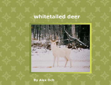 whitetailed deer