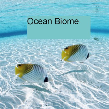 Ocean Biome