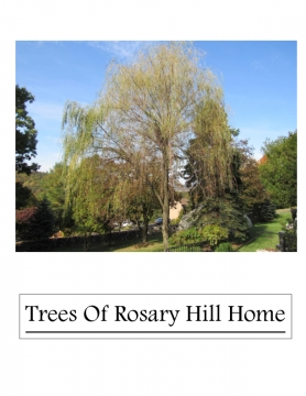 Trees of Rosary Hill