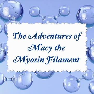 The Adventures of Macy the Myosin Filament