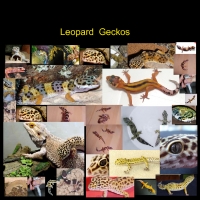 Leopard    Geckos