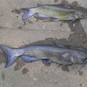 Best catfish homemade catfish baits