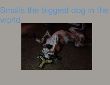 Smalls the biggest dog