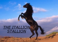 The Itallion Stallion