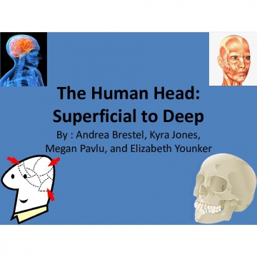 The Human Head: Superficial to Deep