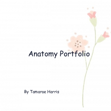 Anatomy Portfolio