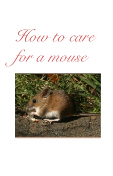 How to care for a mouse