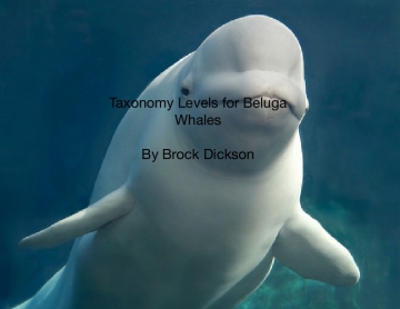 Taxonomy Levels for Beluga Whales