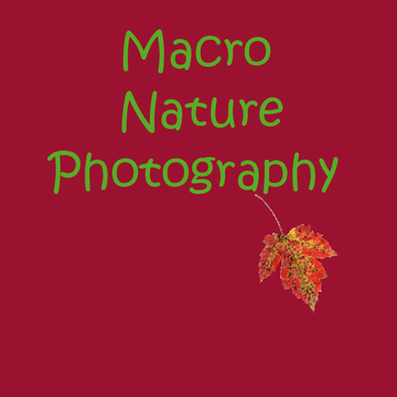 Macro Nature Photography