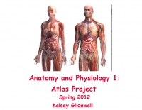 Anatomy and Physiology 1: Atlas Project