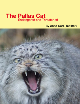 The Pallas cat