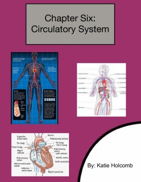 All About The Circulatory System