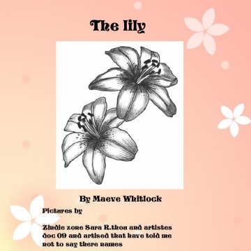 The lily