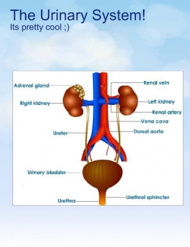 The Urinary System!