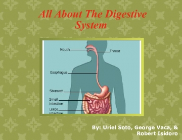 All About The Digestive System