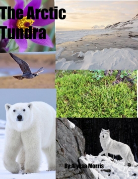 The arctic tundra