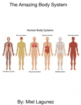 The Amazing Body System
