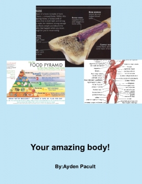 Our Amazing Human Body