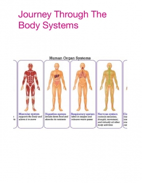 Journey Through The Body System