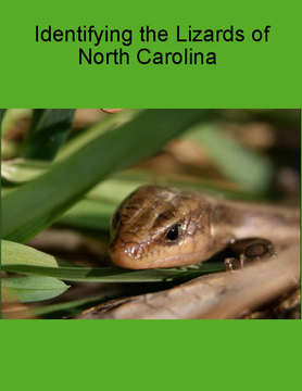 Identifying The Lizards of North Carolina