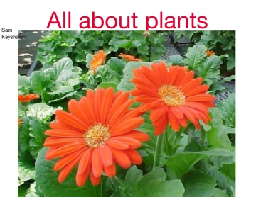 All about plants