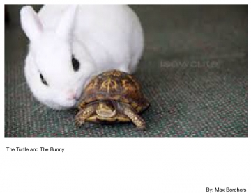 The Turtle and The Bunny