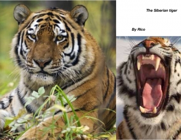The Siberian tiger
