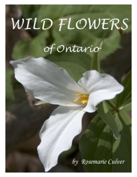 Wild Flowers of Ontario