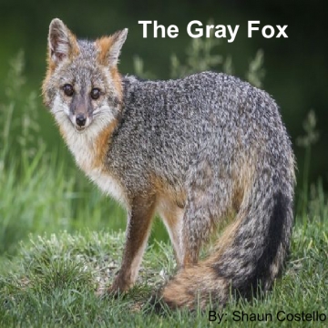 The Gray Fox