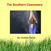 The Southern Casowary