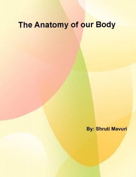 The Anatomy of our Body