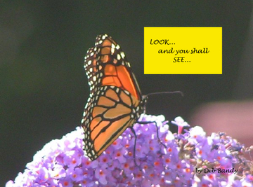 Look and You Shall See....