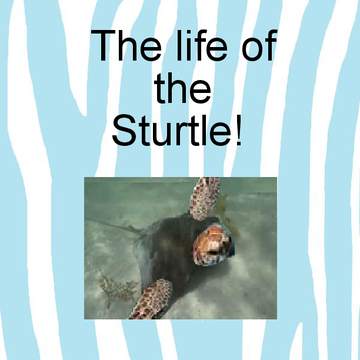 The Life Of The Sturtle