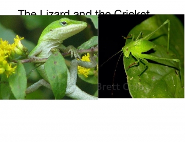 The Lizard and the Cricket