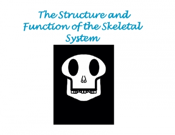 The Skeletal System - Structure and Function