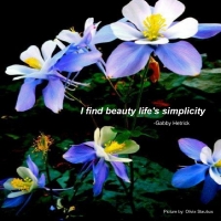 I find beauty in life's simplicity