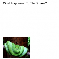 What Happened To The Snake?