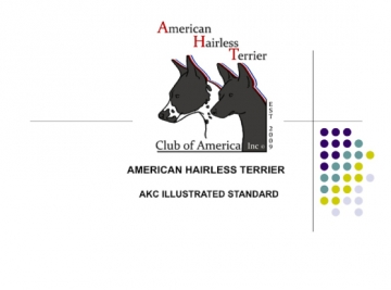 American Hairless Terrier Illustrated Breed Standard-AKC